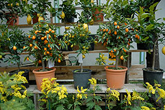 Fete du Citron de Menton 2008