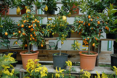 Fete du Citron de Menton 2008