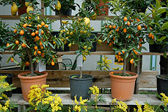 Fete du Citron de Menton 2008