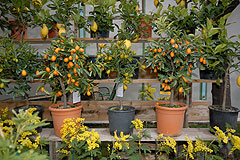 Fete du Citron de Menton 2008