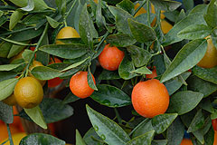 Fete du Citron de Menton 2008