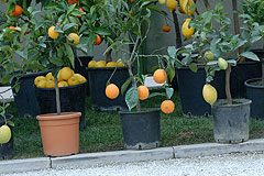 Fete du Citron de Menton 2008