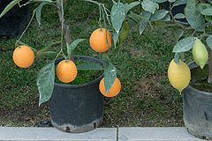 Fete du Citron de Menton 2008