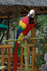 Fete du Citron de Menton 2008