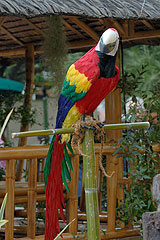 Fete du Citron de Menton 2008