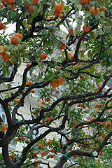 Fete du Citron de Menton 2008