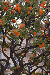 Fete du Citron de Menton 2008