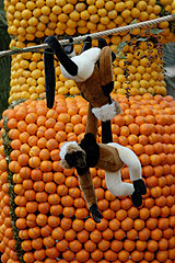 Fete du Citron de Menton 2008