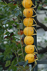 Fete du Citron de Menton 2008