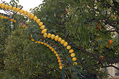 Fete du Citron de Menton 2008