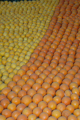 Fête du Citron de Menton 2008