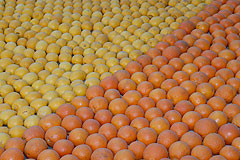 Fête du Citron de Menton 2008