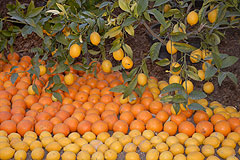 Fête du Citron de Menton 2008