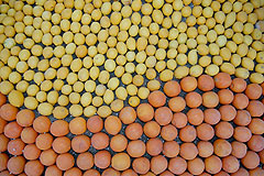 Fête du Citron de Menton 2008