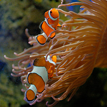 Aquarium du Musée Océanographique de Monaco