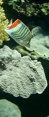 Aquarium du Musée Océanographique de Monaco