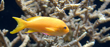 Aquarium du Musée Océanographique de Monaco