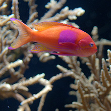 Aquarium du Musée Océanographique de Monaco