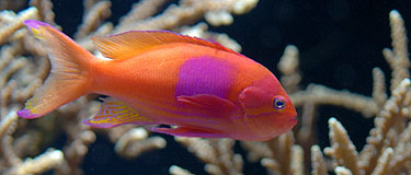 Aquarium du Musée Océanographique de Monaco