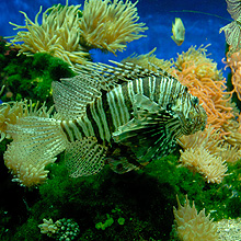 Aquarium du Musée Océanographique de Monaco