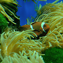 Aquarium du Musée Océanographique de Monaco