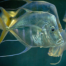 Aquarium du Musée Océanographique de Monaco