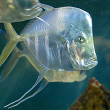 Aquarium du Musée Océanographique de Monaco