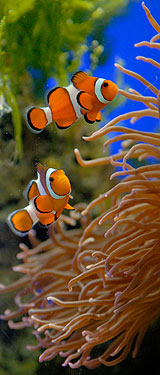 Aquarium du Musée Océanographique de Monaco
