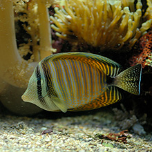Aquarium du Musée Océanographique de Monaco