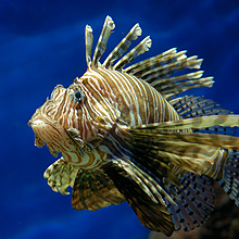 Aquarium du Musée Océanographique de Monaco