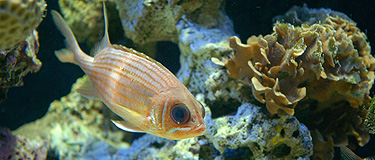 Aquarium du Musée Océanographique de Monaco