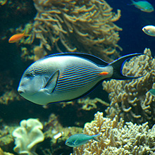 Aquarium du Musée Océanographique de Monaco