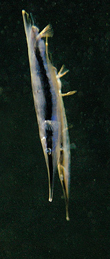 Aquarium du Musée Océanographique de Monaco