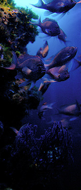 Aquarium du Musée Océanographique de Monaco