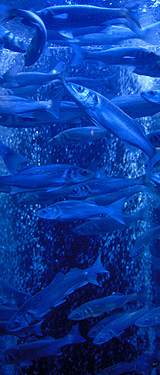 Aquarium du Musée Océanographique de Monaco