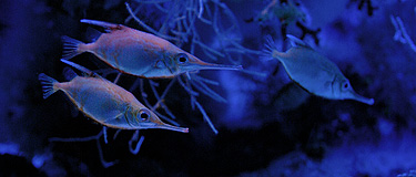 Aquarium du Musée Océanographique de Monaco