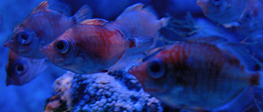 Aquarium du Musée Océanographique de Monaco