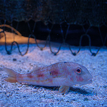 Aquarium du Musée Océanographique de Monaco