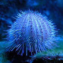 Aquarium du Musée Océanographique de Monaco