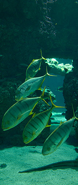 Aquarium du Musée Océanographique de Monaco
