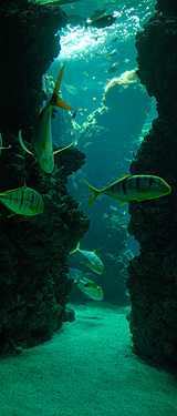 Aquarium du Musée Océanographique de Monaco
