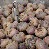 Les Betteraves de Provence cuites à Nice