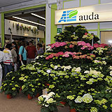 Auda Fleurs