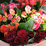 Les Roses d’Antibes